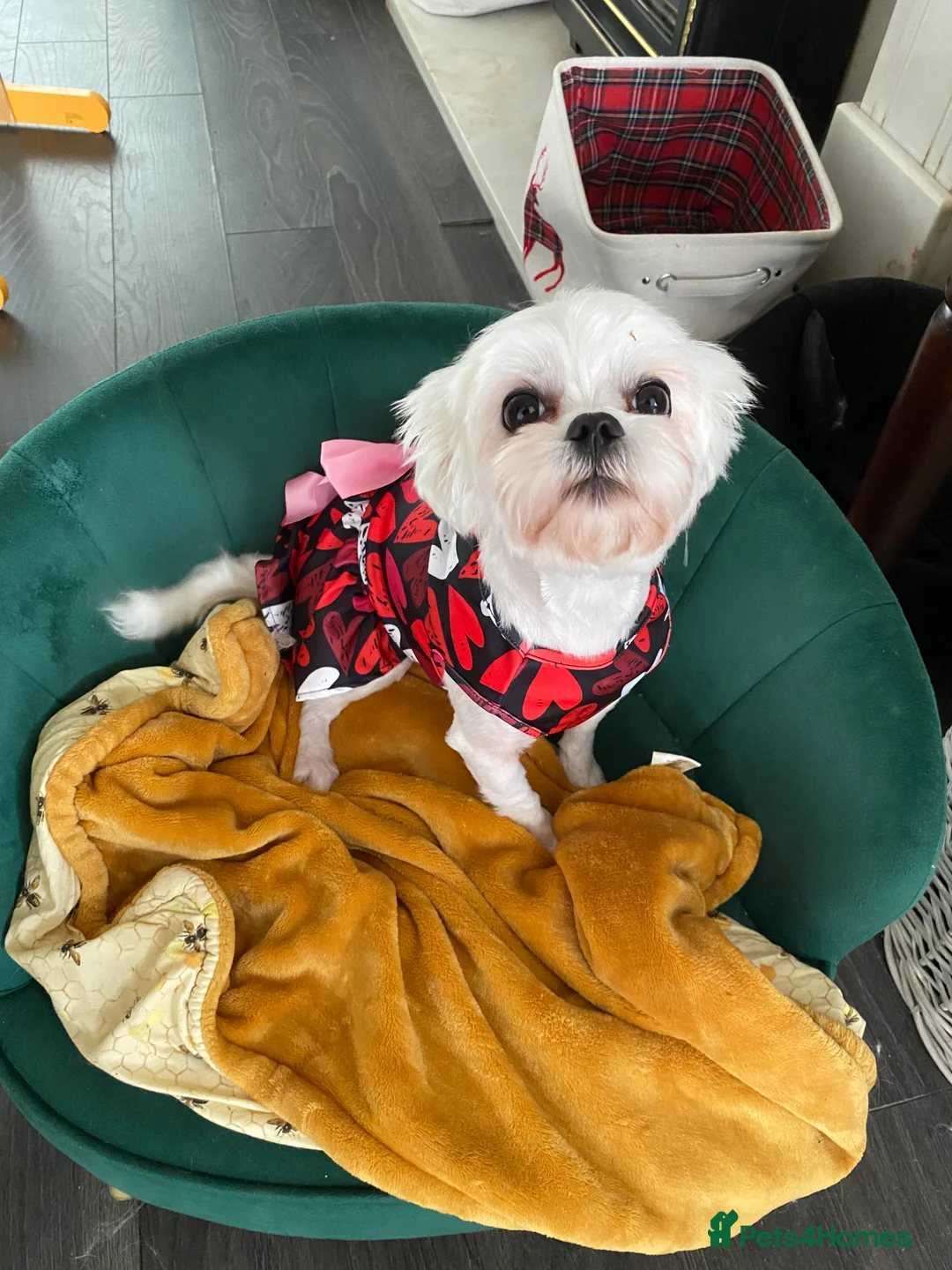 Gallery Image {{count}}