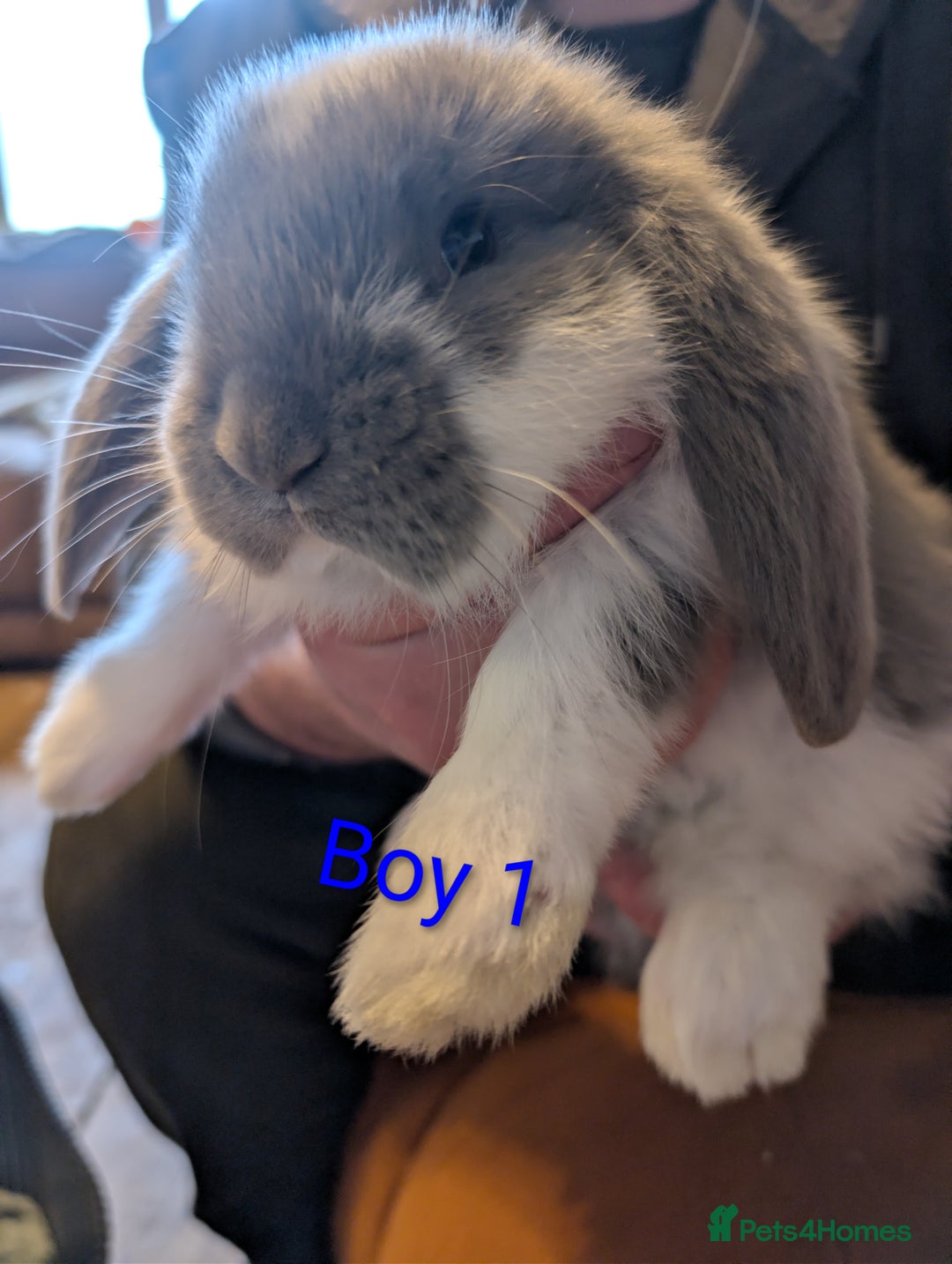 Continental Giant rabbits for sale: Giant bunnies  - Advert 7