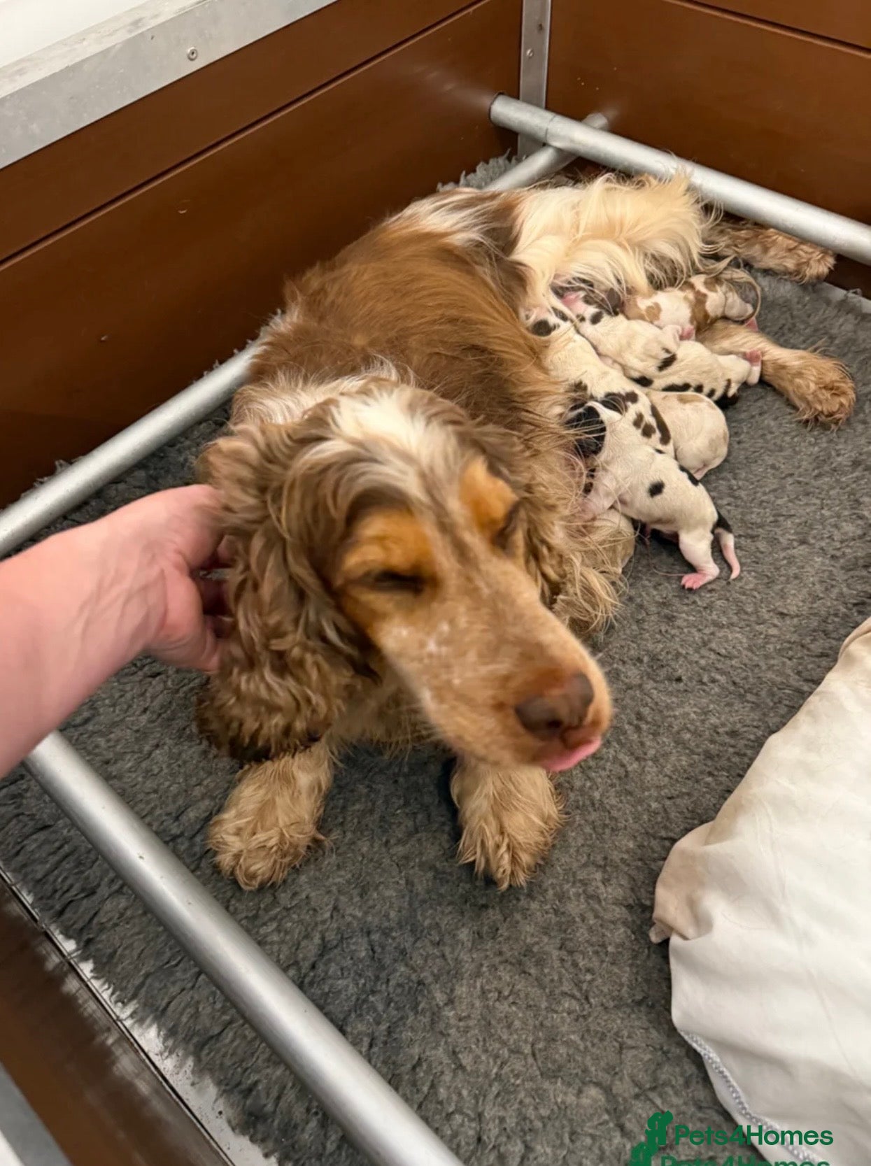 Cocker Spaniel dogs for sale: English Show Cocker Spaniel  in Barnstaple - Advert 5