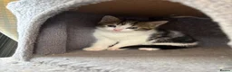 Mixed Breed cats for sale: Beautiful long haired Ragdoll cross kittens - Advert 13