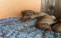 Hungarian Vizsla dogs for sale: 4 vizla pups looking for new homes - Image 3