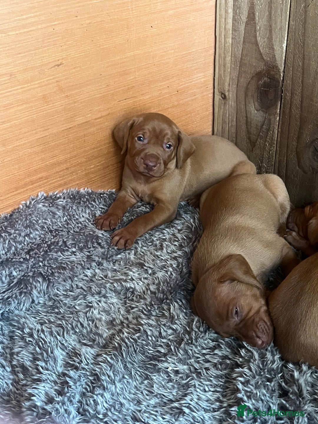 Hungarian Vizsla dogs for sale: 4 vizla pups looking for new homes - Image 3