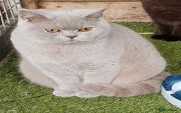 British Shorthair cats for sale: Beautiful British shorthaired kittens  - Image 11