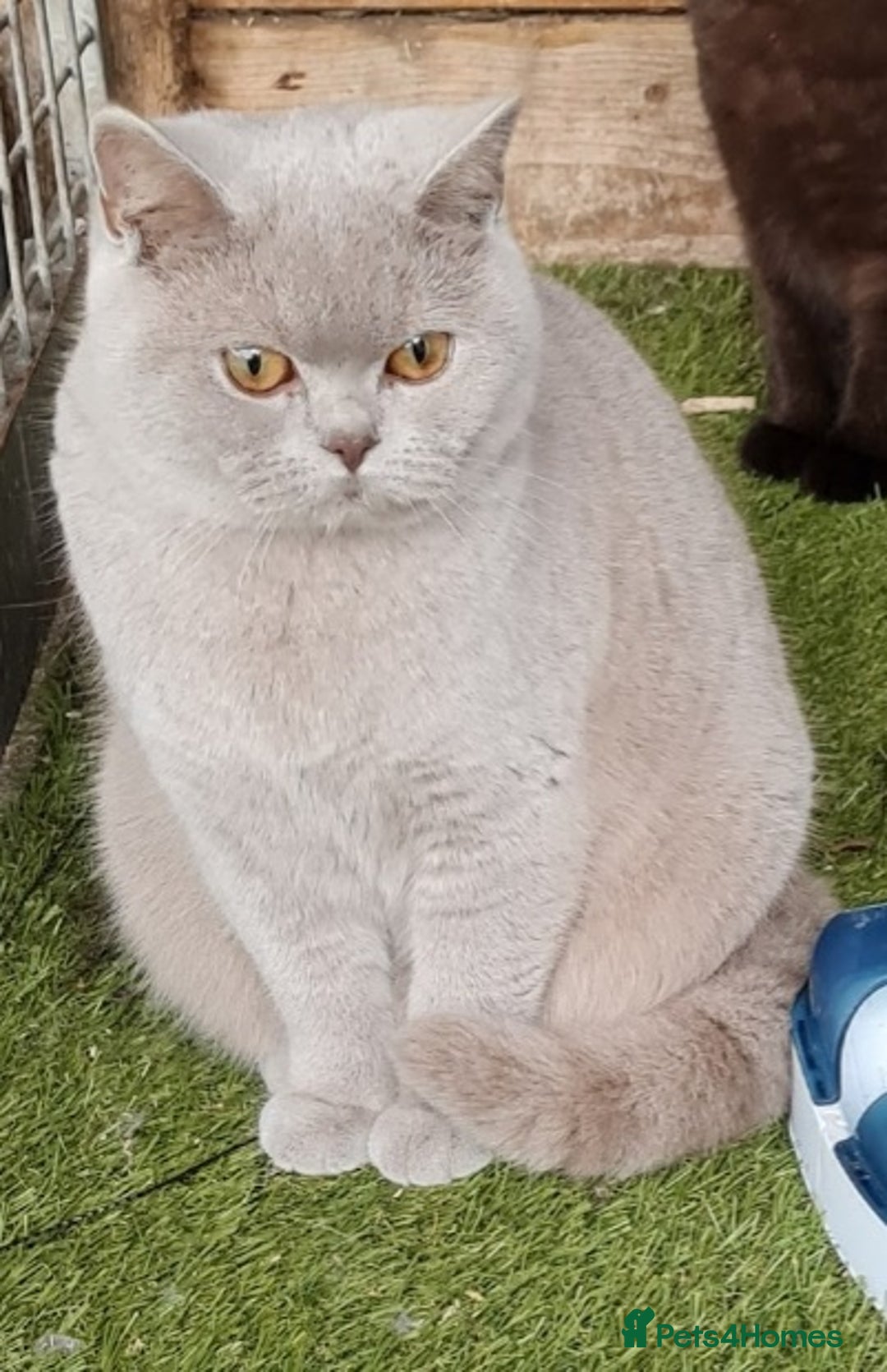 British Shorthair cats for sale: Beautiful British shorthaired kittens  - Image 11