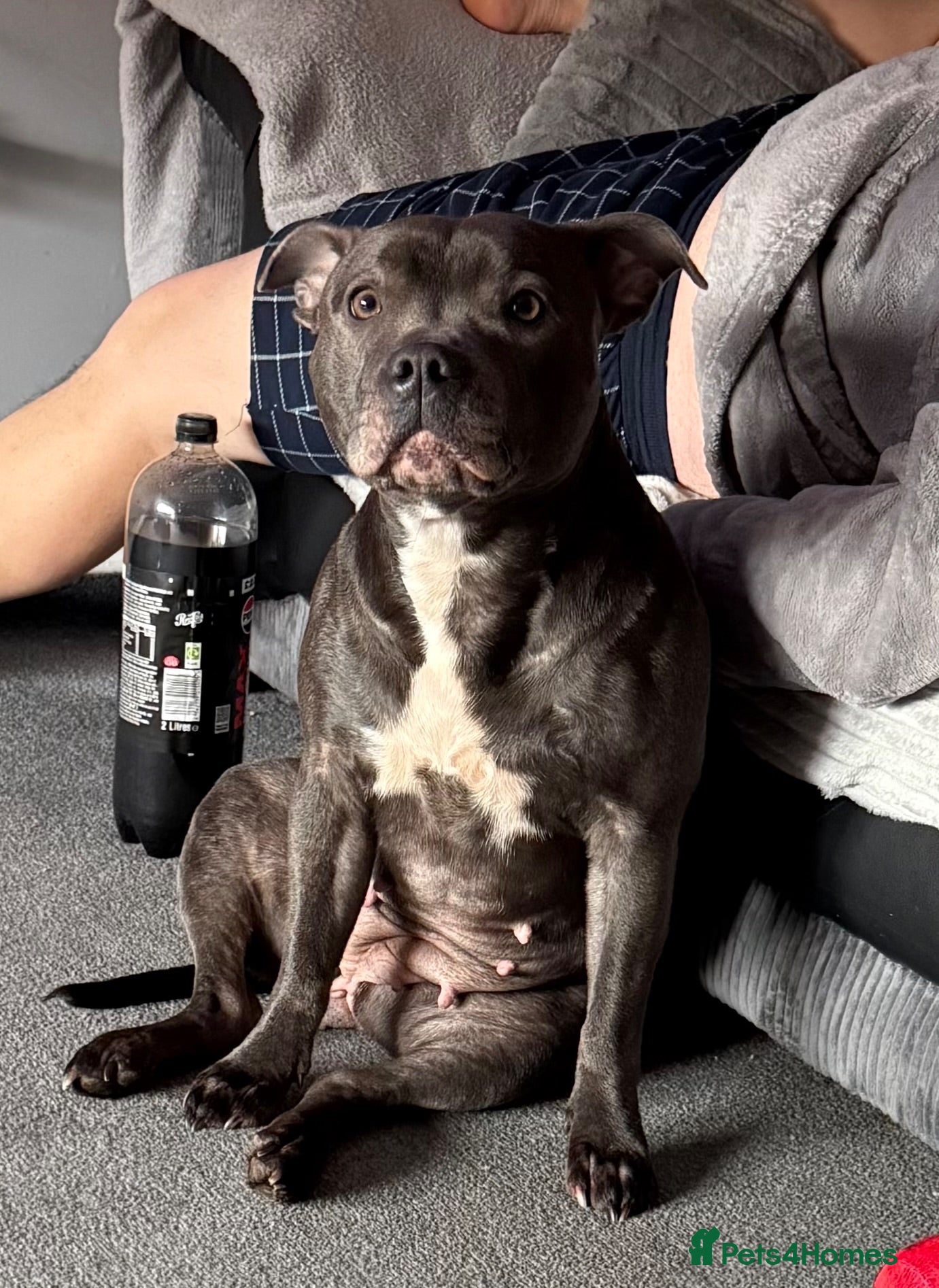 Staffordshire Bull Terrier dogs blue staffy pups - Advert 1