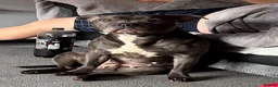Staffordshire Bull Terrier dogs for sale: blue staffy pups - Advert 1