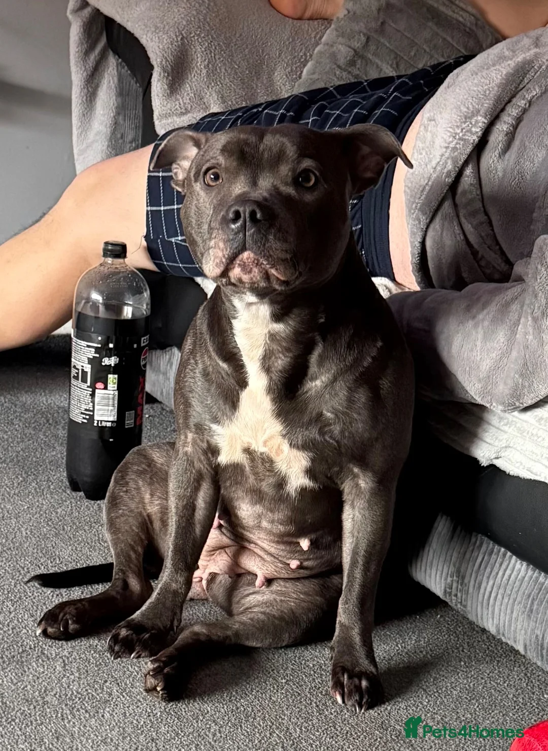Staffordshire Bull Terrier dogs for sale: blue staffy pups - Advert 1