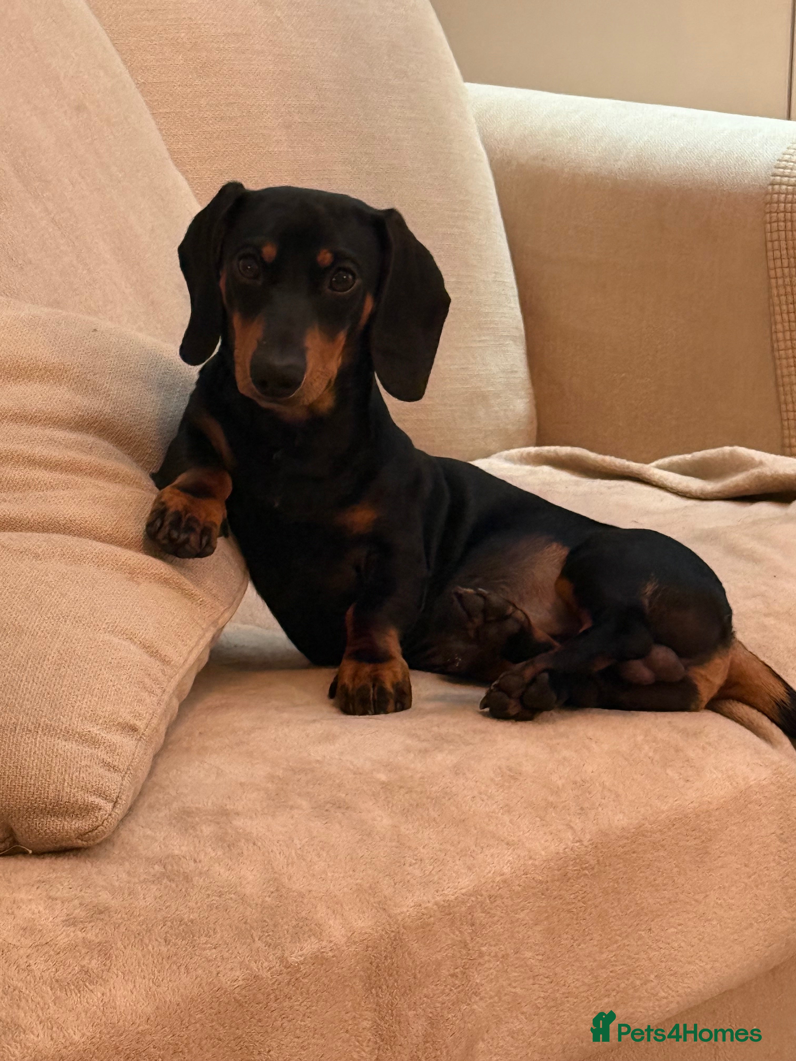 Miniature Dachshund dogs 11 month old miniature Dachshund  - Advert 3