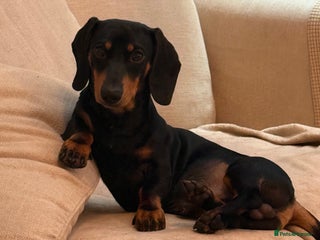 Miniature Dachshund dogs 11 month old miniature Dachshund - Advert 3