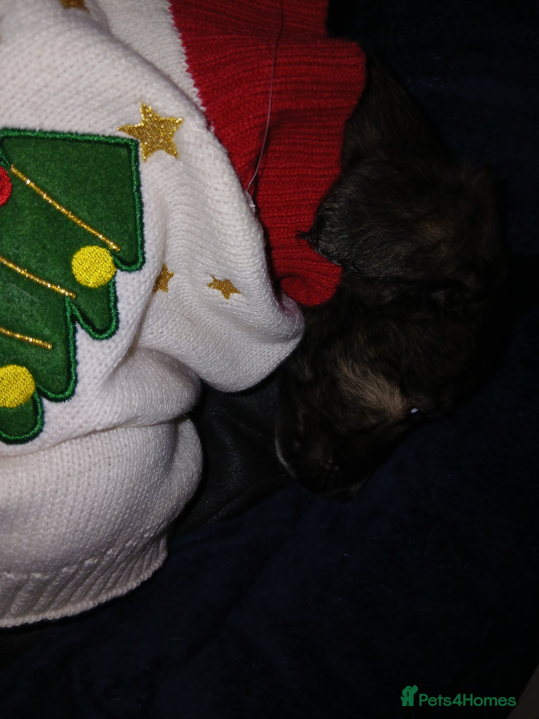 Lurcher dogs for sale: Female lurcher 14 weeks  - Advert 4