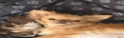 Chihuahua dogs for sale: Tiny Long Haired Chihuahua puppies  - Advert 6