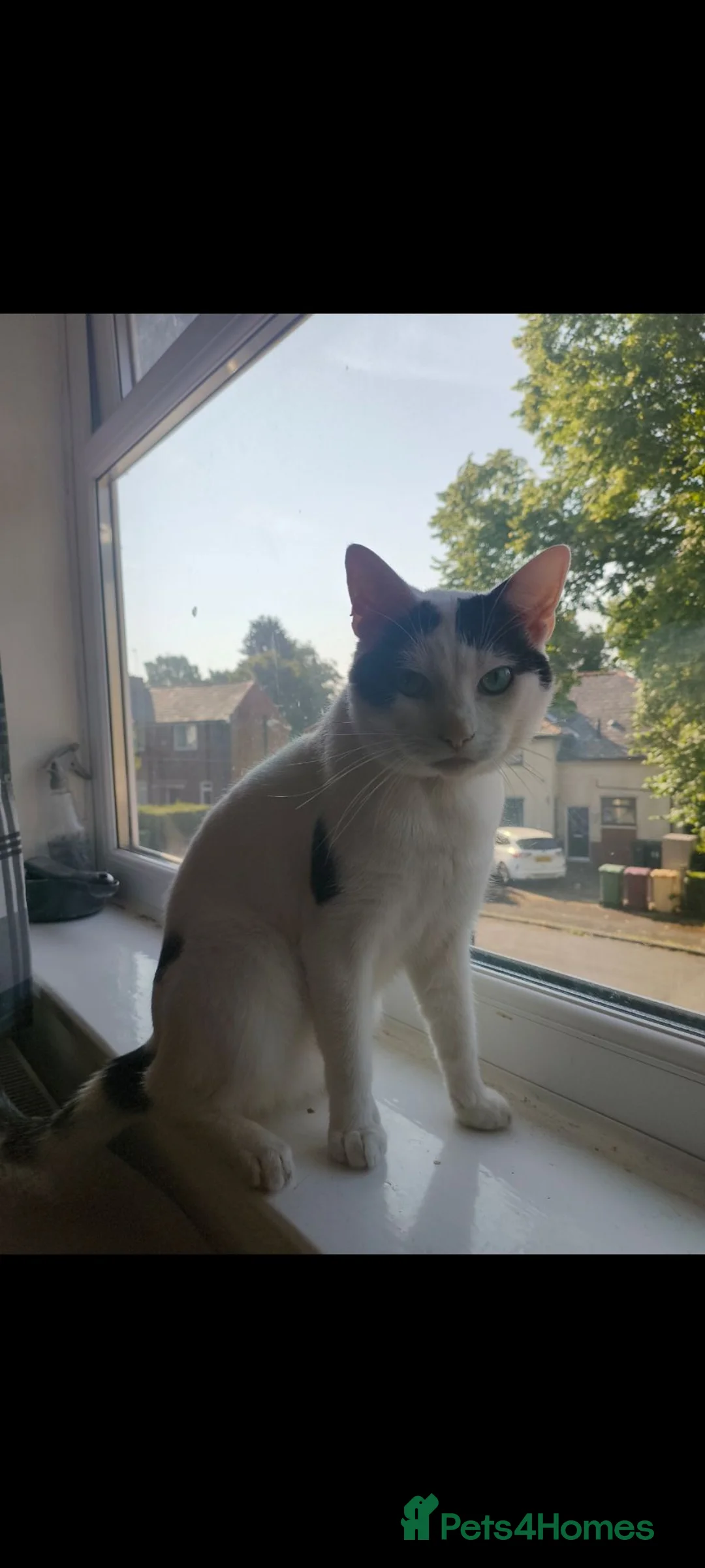 British Shorthair cats for sale: Mittsy and Murphy, perfect pair for rehoming  in Bolton - Advert 2