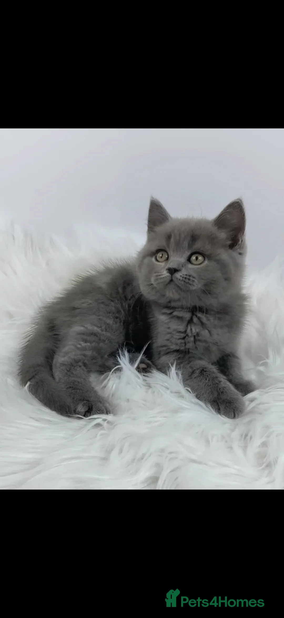 British Shorthair cats for sale: REDUCED - DUE TO HOLIDAY - 10 WEEKS OLD - Advert 11