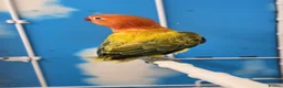 Lovebirds birds for sale: All Female Lovebird Age 4 to 6 Months - Advert 4