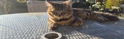 Mixed Breed cats for sale: Half Bengal and half English short Haired Kittens in Gravesend - Advert 8