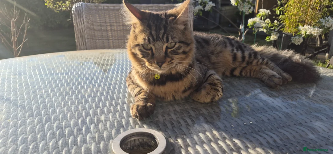 Mixed Breed cats for sale: Half Bengal and half English short Haired Kittens in Gravesend - Advert 8