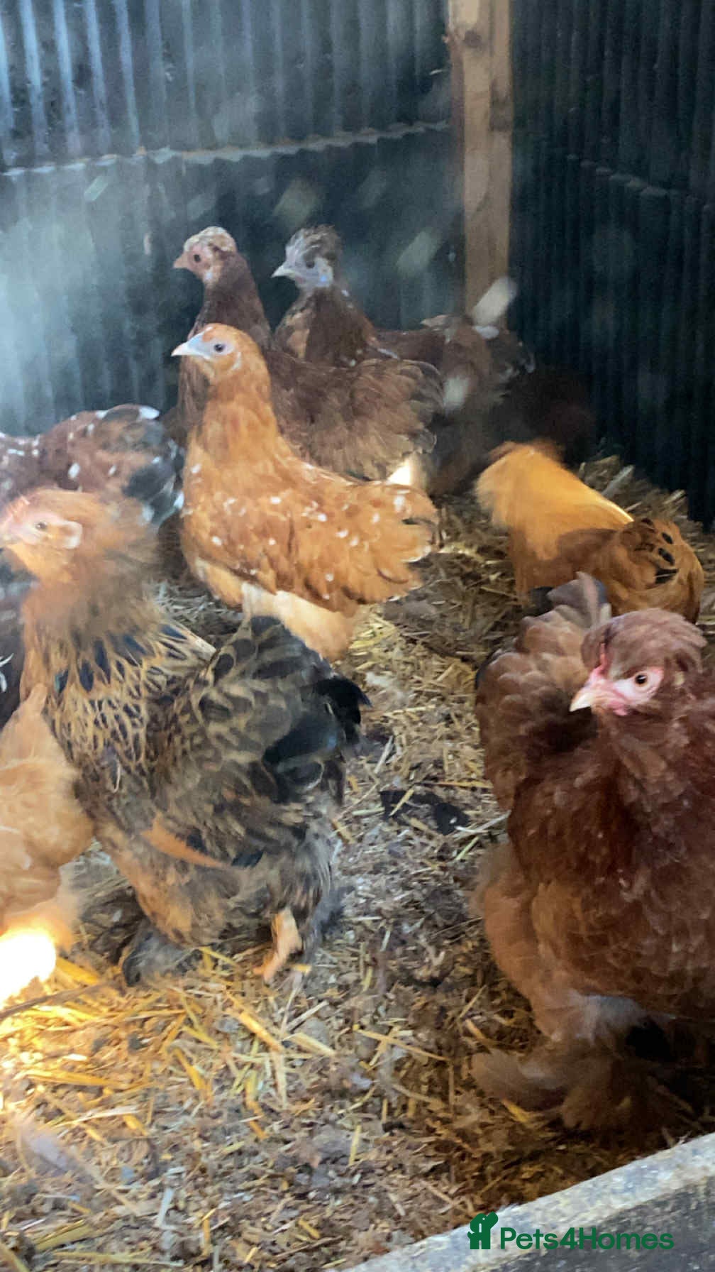 Chickens poultry Pilkies - Bantams ❤️ - Advert 4