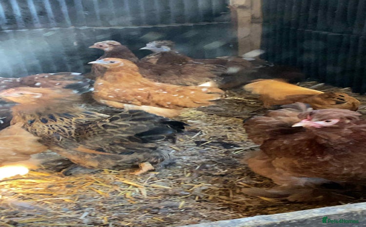 Chickens poultry - Advert 2