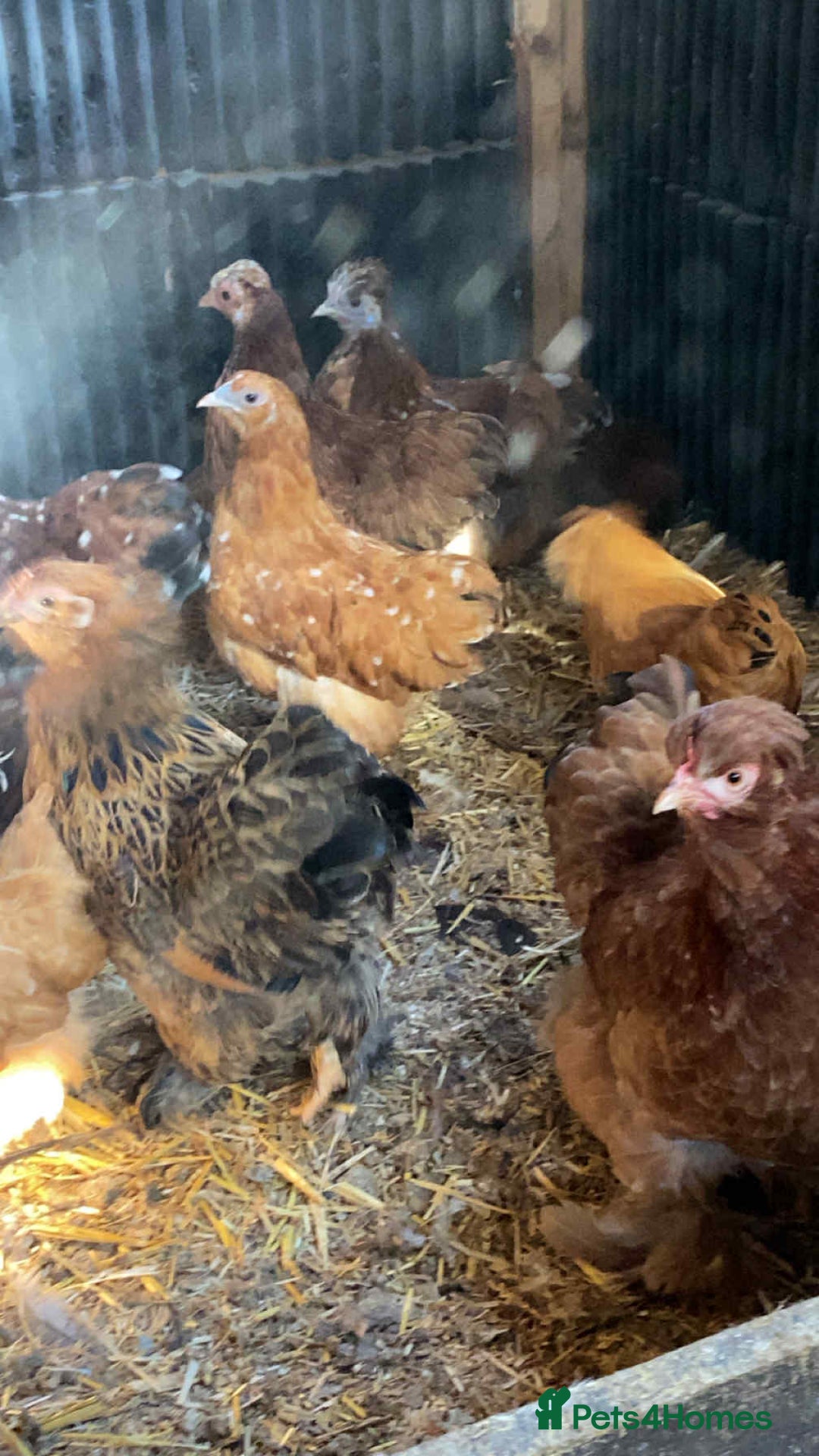 Chickens poultry for sale: Pilkies - Bantams ❤️ - Image 1