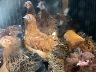 Chickens poultry - Advert 38