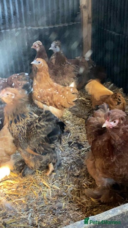 Chickens poultry - Advert 16