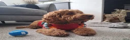 Cockapoo dogs for sale: *Health Tested through Parentage*F1 Cockapoo’s - Advert 14