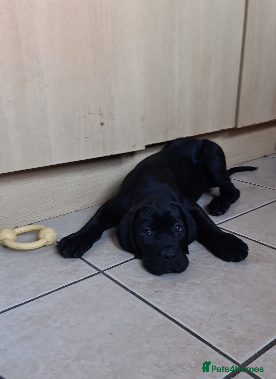 Cane Corso dogs for sale: READY TO LEAVE! BIG, CHUNKY Cane Corso puppies! - Advert 15