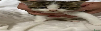 Tabby / White