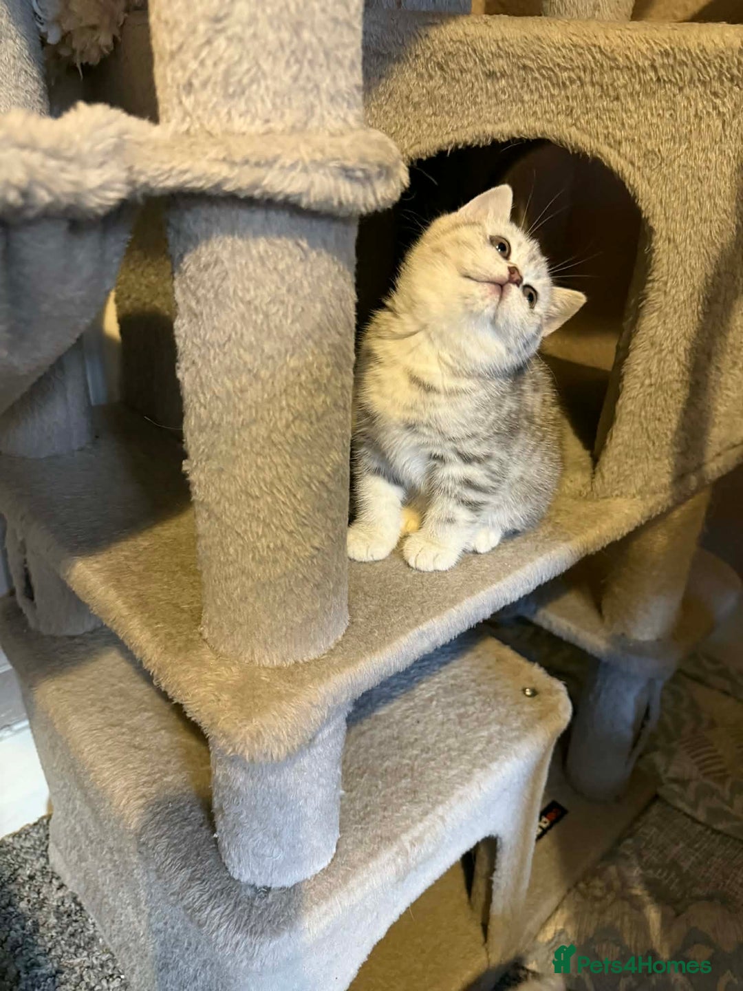 British Shorthair cats for sale: British shorthair kittens for sale  - Advert 11