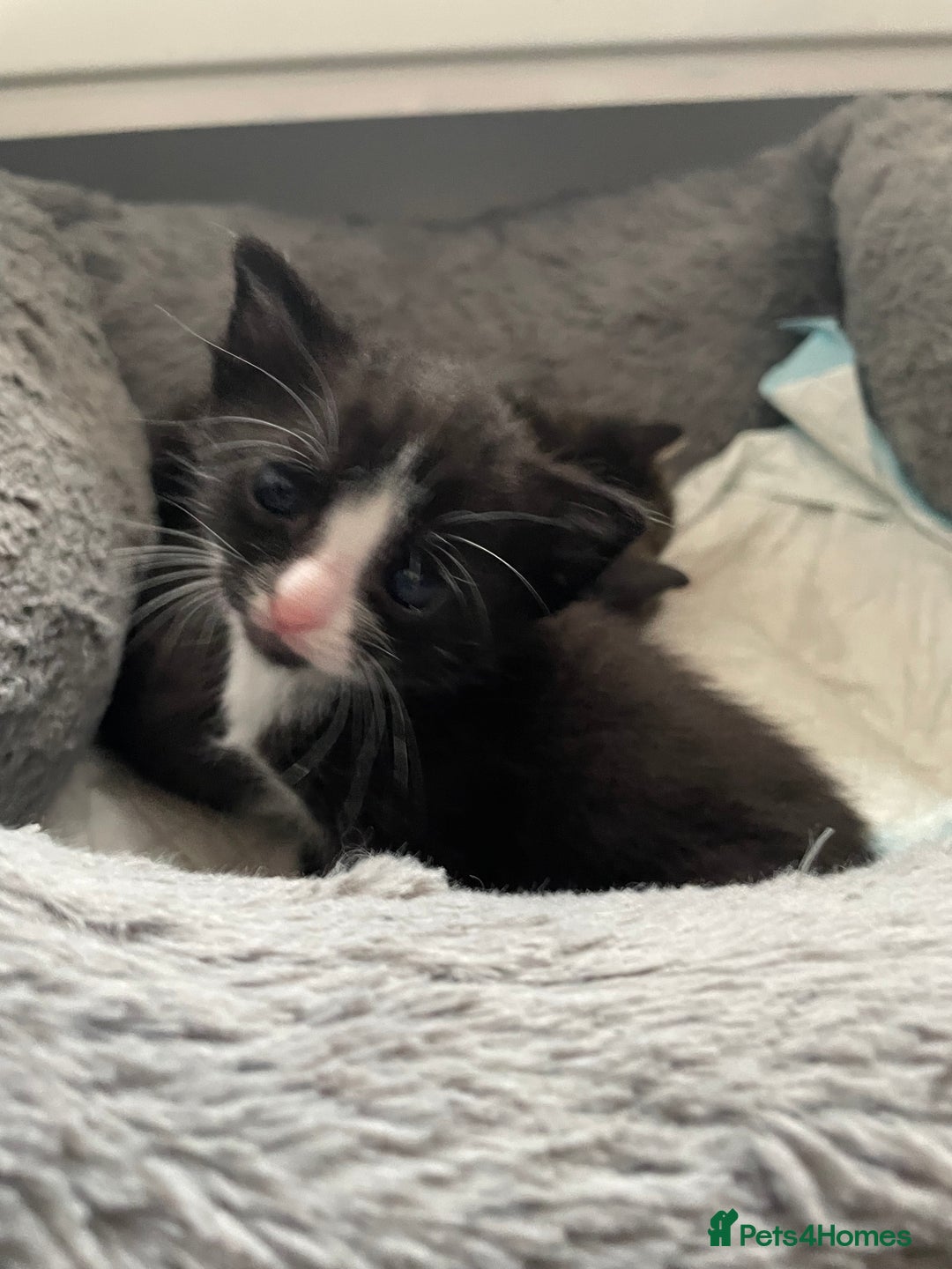 Mixed Breed cats for sale: 4 Beautiful Kitten - Advert 9