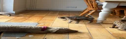 Bengal cats for sale: Beautiful Bengal x kittens  - Advert 10