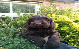 Cockapoo dogs for sale: F1 Chocolate Choc/Tan and Gold Cockapoo Puppies - Image 22