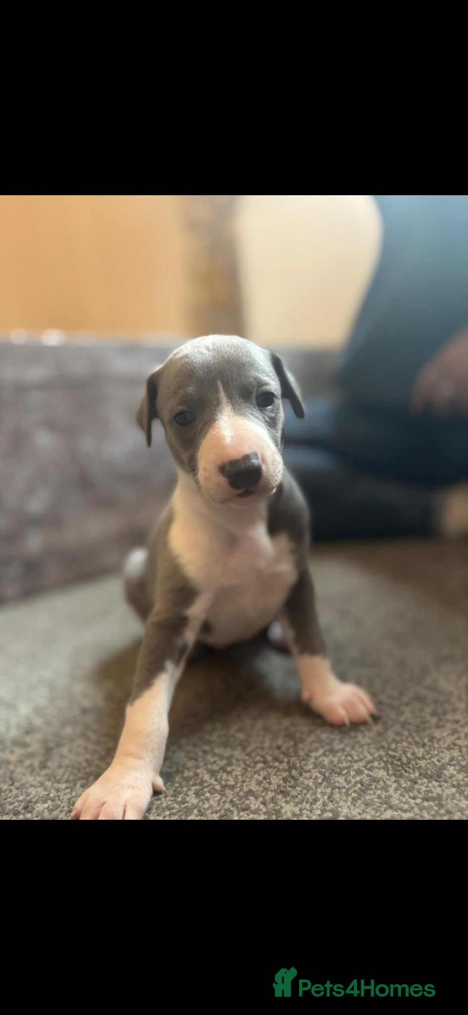 Whippet dogs Kc registered whippets.....1 girl and 2 boys left  - Advert 1