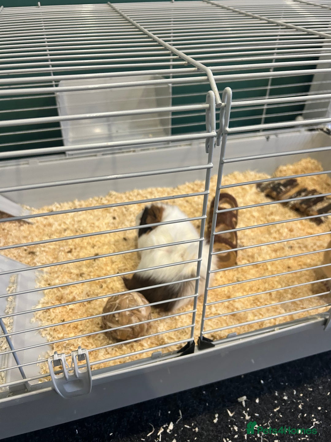 Guinea Pig rodents for sale: X2 male Guinea pigs- brothers  - Image 4