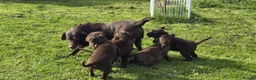 Labrador Retriever dogs for sale: Chocolate Labrador puppies - Advert 5