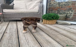 Australian Kelpie dogs for sale: Working kelpie puppies  - Image 6
