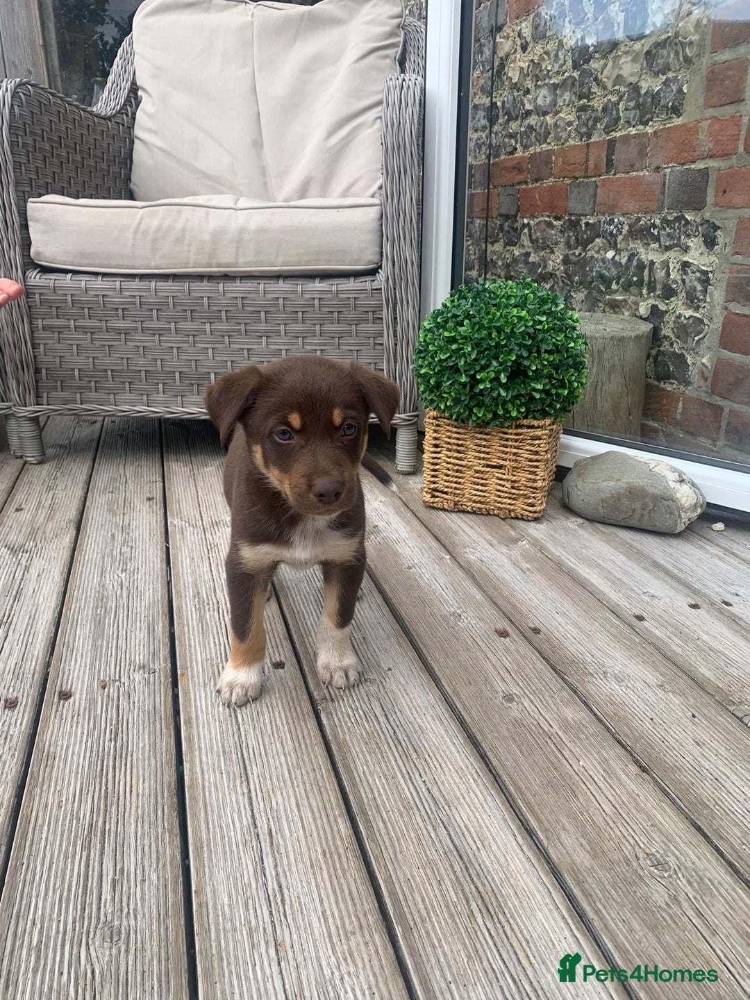 Australian Kelpie dogs for sale: Working kelpie puppies  - Image 6