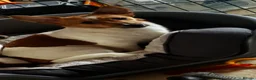 Jack Russell dogs for sale: Male, Jack Russell aged 13months - Advert 3