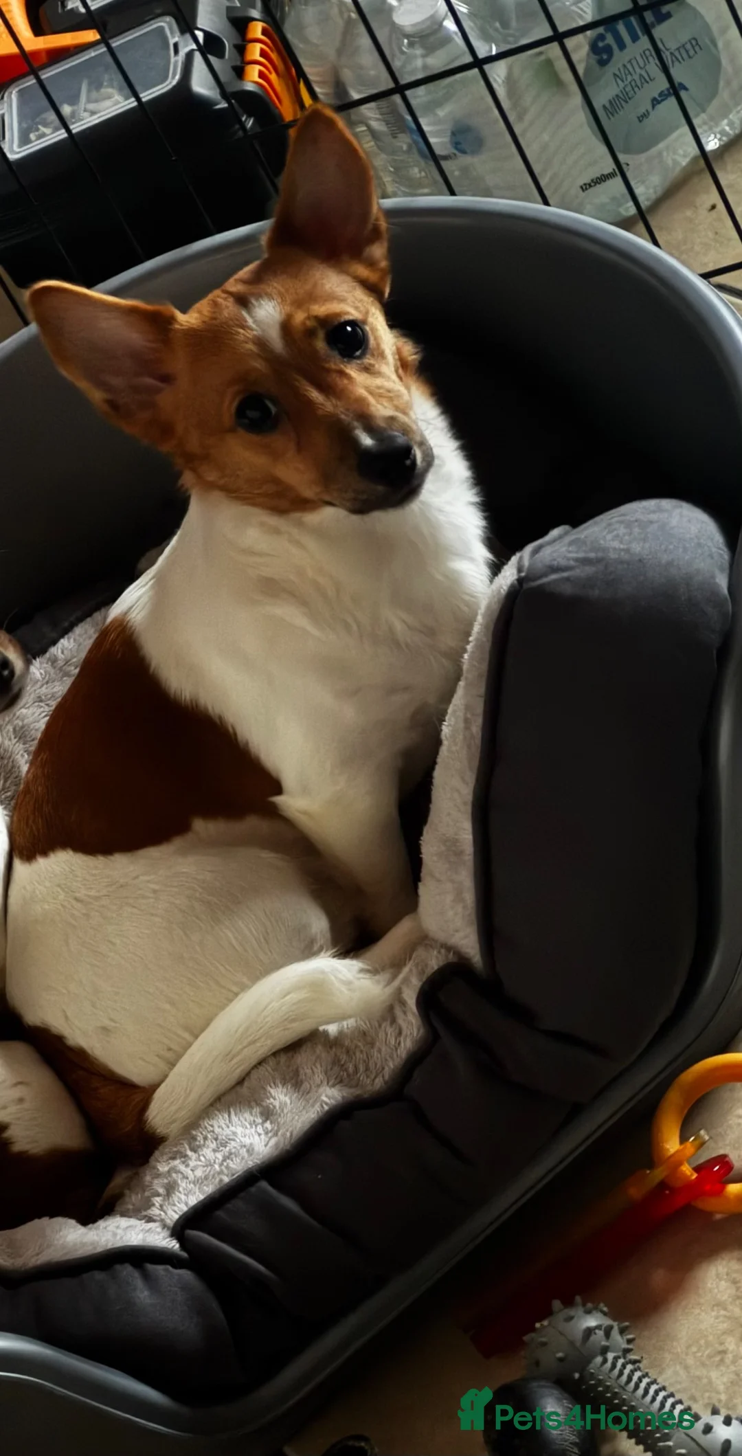 Jack Russell dogs for sale: Male, Jack Russell aged 13months - Advert 3