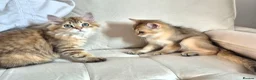 British Longhair cats for sale: British Longhair/Shorthair black golden shaded  - Advert 2