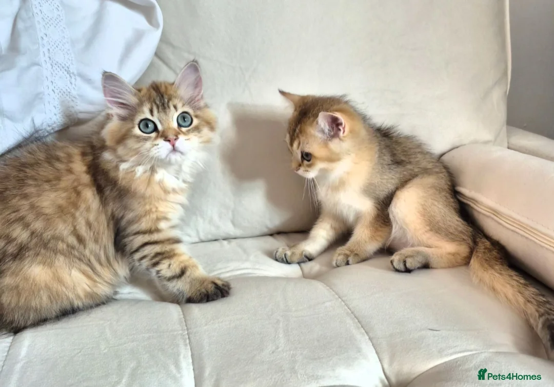 British Longhair cats for sale: British Longhair/Shorthair black golden shaded  - Advert 2
