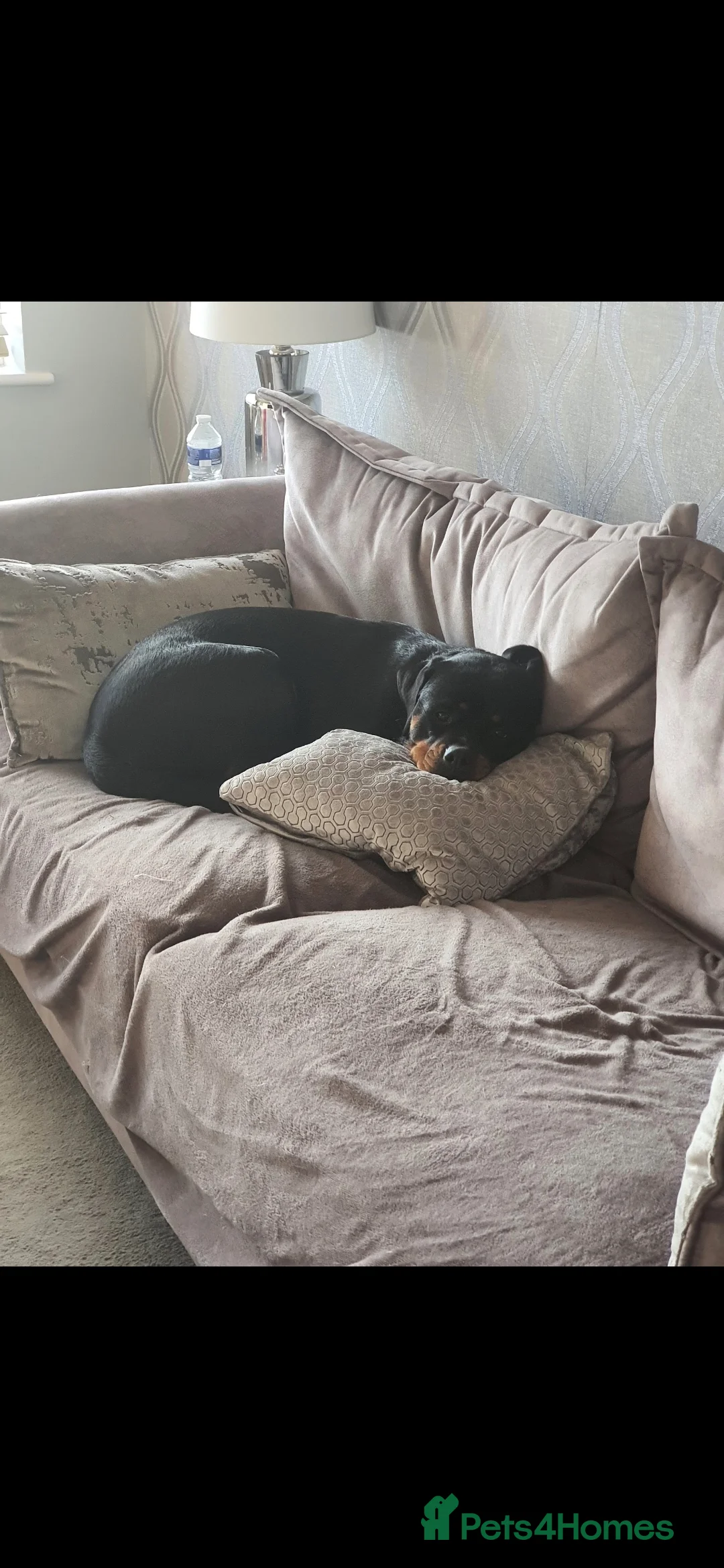 Rottweiler dogs for adoption: Roxy the loveable Rottie - Advert 4