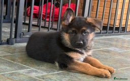German Shepherd dogs for sale: Stunning KC Registered German Shepherd Puppies  - Image 1
