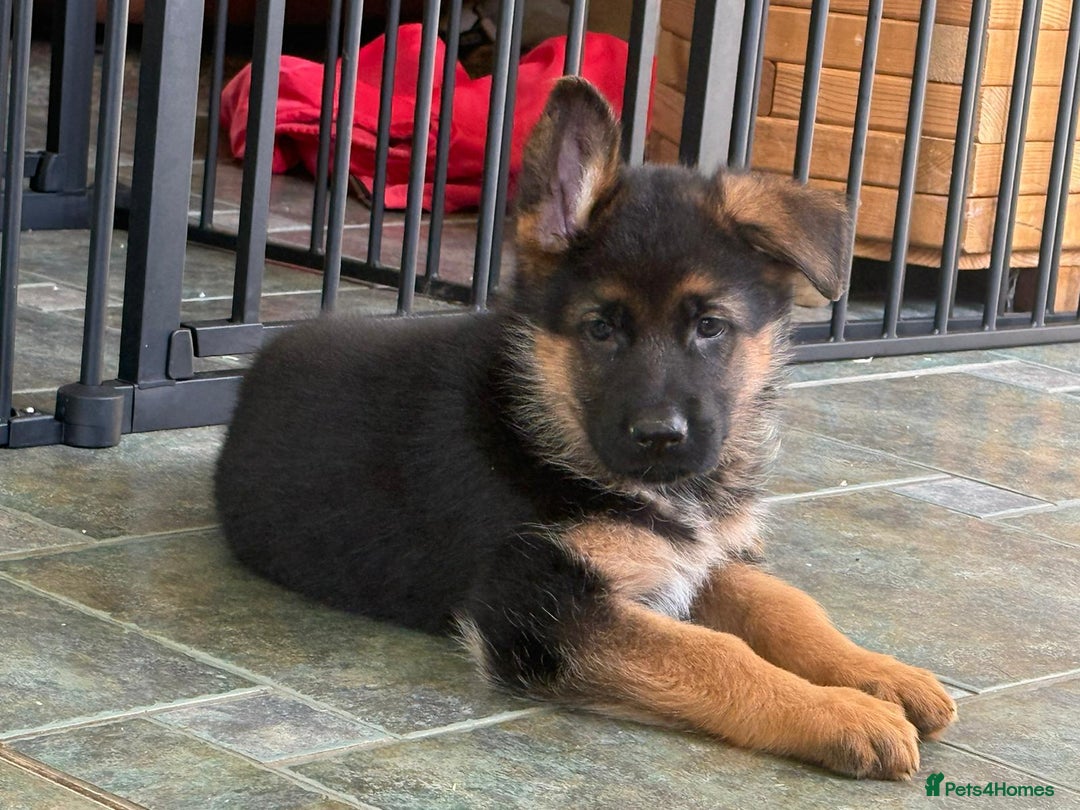 German Shepherd dogs for sale: Stunning KC Registered German Shepherd Puppies  - Image 1