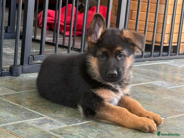 German Shepherd dogs - Advert 3