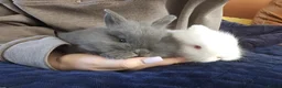 Mixed Breed rabbits for sale: Baby Grey Rabbit  - Advert 1