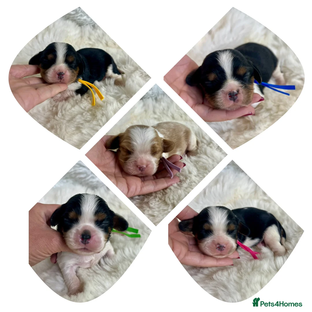 Cavalier King Charles Spaniel dogs for sale: Top quality, health tested Cavalier King Charles  - Advert 2