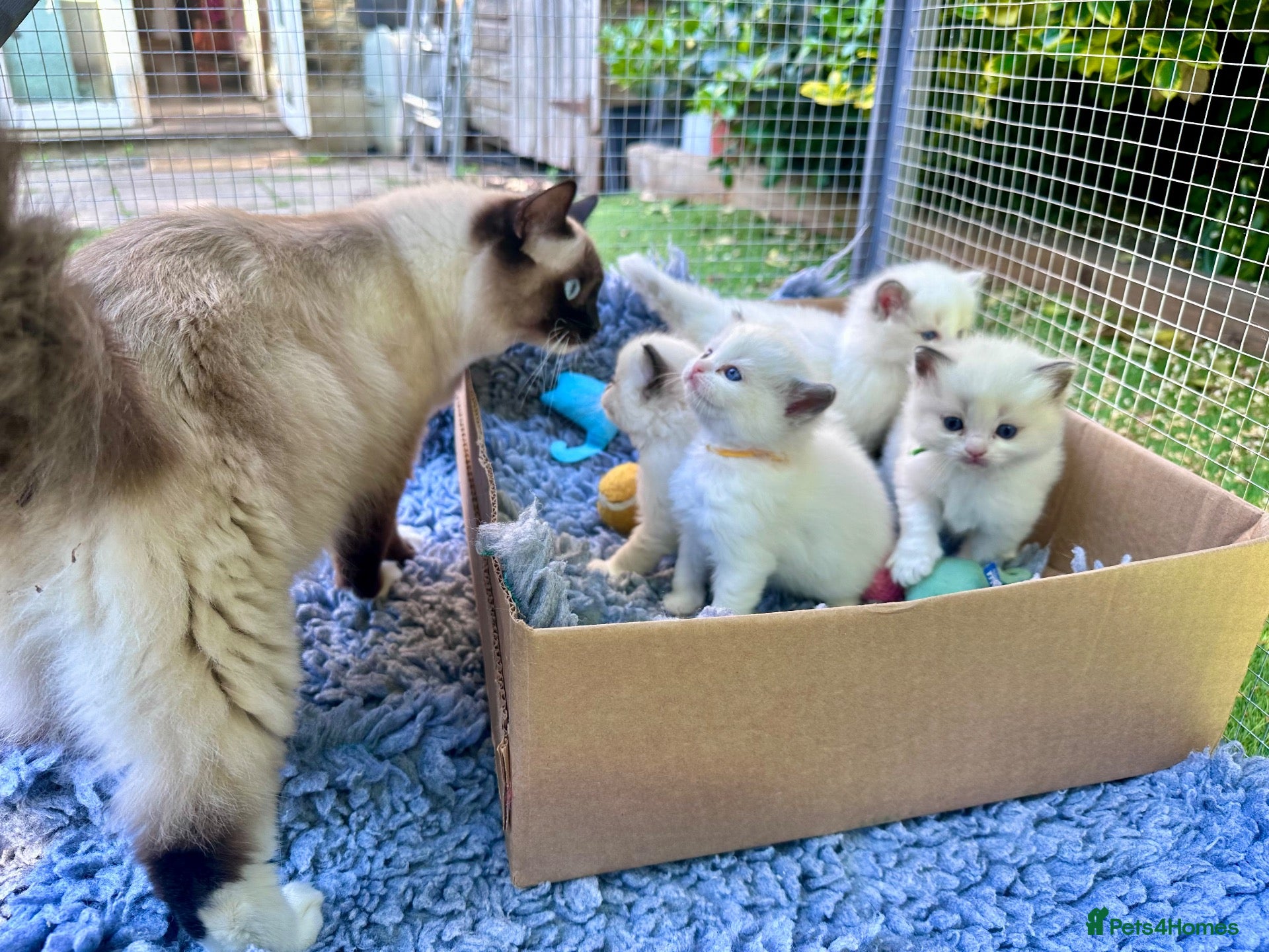 Ragdoll cats Champion line TICA registered Ragdoll kittens  - Advert 1