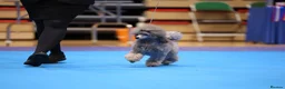 Miniature Poodle dogs for stud: Outstanding sliver poodle stud - Advert 3