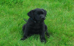 Labrador Retriever dogs for sale: 4 Health checked  Labrador pups  - Image 3